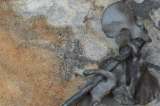 Restos óseos en Dinamarca desvelan un feroz combate de hace 2.000 años