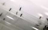 En Brasil dengue aumenta 57 % en enero empujado por escasez de agua