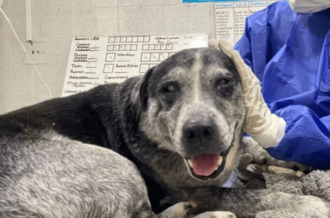 Adopte amor con experiencia: dé una segunda oportunidad a un perro mayor