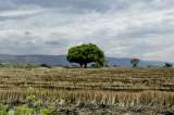 La encrucijada del sector arrocero: ¿por qué paran los productores?