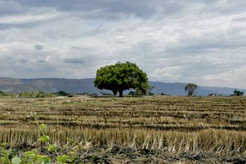 La encrucijada del sector arrocero: ¿por qué paran los productores?