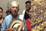 Ataque de abejas africanizadas interrumpe discurso de Uribe en el Cesar