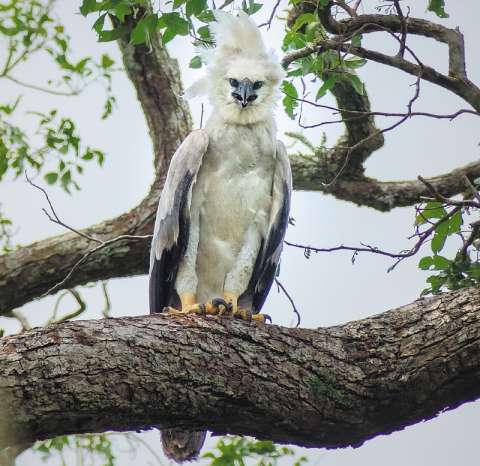 Águila arpía en Colombia: un gigante que aún no conocemos