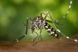 El mosquito es el animal más letal del mundo