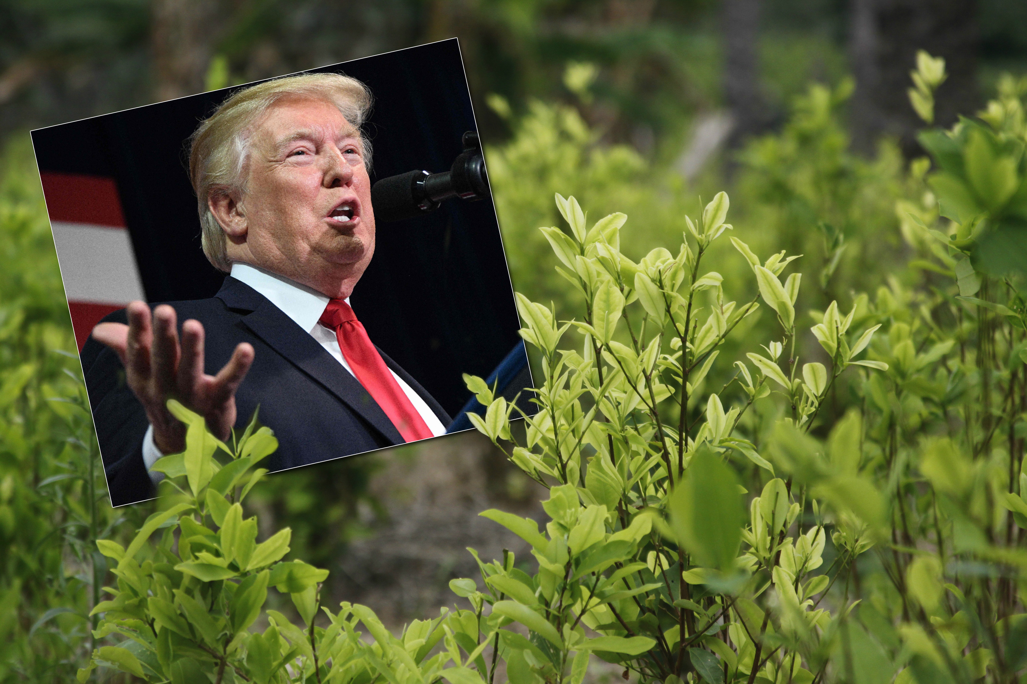 Donald Trump, presidente de Estados Unidos, se mostró preocupado en septiembre por el aumento de los cultivos de coca en Colombia. / El Espectador