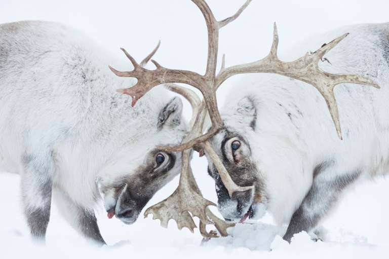 Categoría comportamiento en mamíferos: Stefano Unterthiner, de Italia, capturó el momento en el que dos renos de Svalbard luchan por el control. Los siguió durante la época de celo.