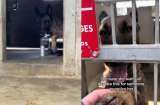 La razón por la que Carmela, una perrita de refugio, tiene los brazos lastimados