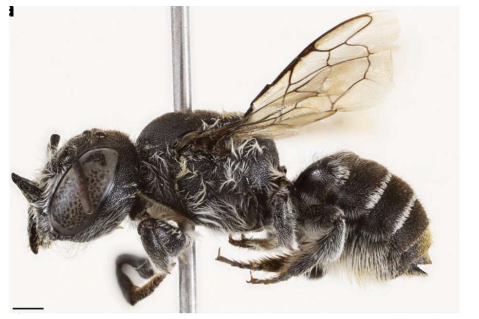 Hembra de la especie Megachile lucifer. Tomada de la investigación en Journal of Hymenoptera Research.