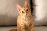 En video: gato rescatado es el encargado de cobrar en el restaurante que le salvó la vida