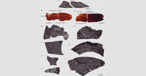 Encontraron el pedazo de piel reptil fosilizado más antiguo de la historia