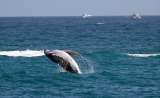 Ballenas grises del Pacífico enfrentan un “evento de mortalidad catastrófica”