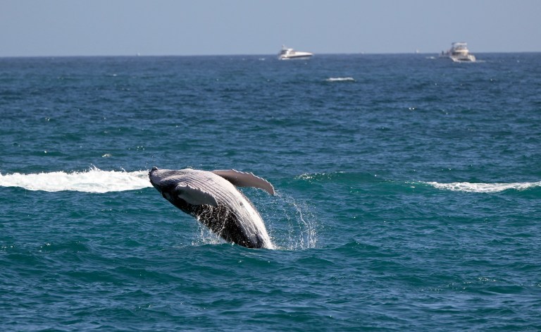 Ballenas grises del Pacífico enfrentan un “evento de mortalidad catastrófica”