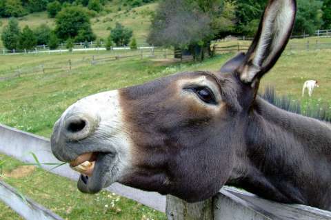 Amenaza para los burros, China recorta impuesto a importación