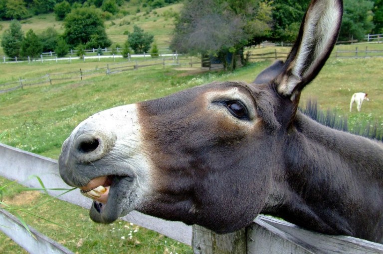 Amenaza para los burros, China recorta impuesto a importación