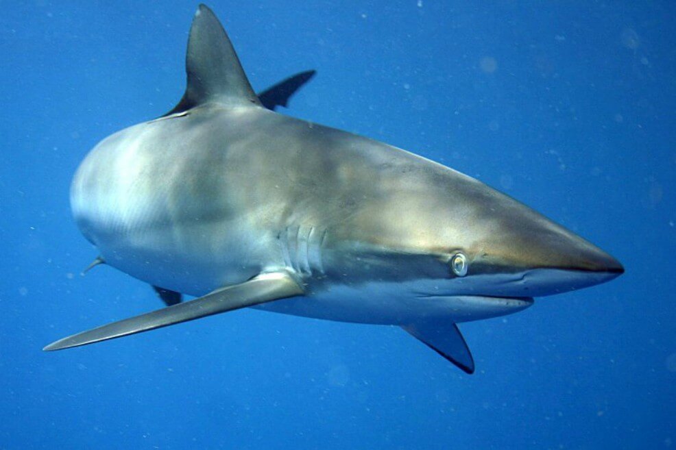 Imagen de la especie "Carcharhinus falciformis". / Wikimedia - Creative commons
