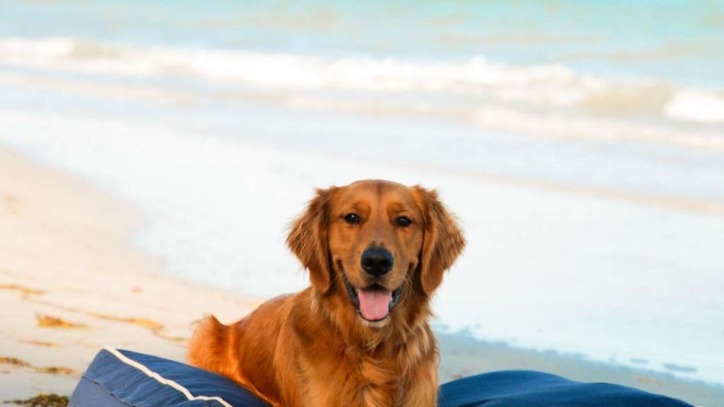 Muchos viajeros sueñan con tener unas vacaciones en la playa con sus perros.
