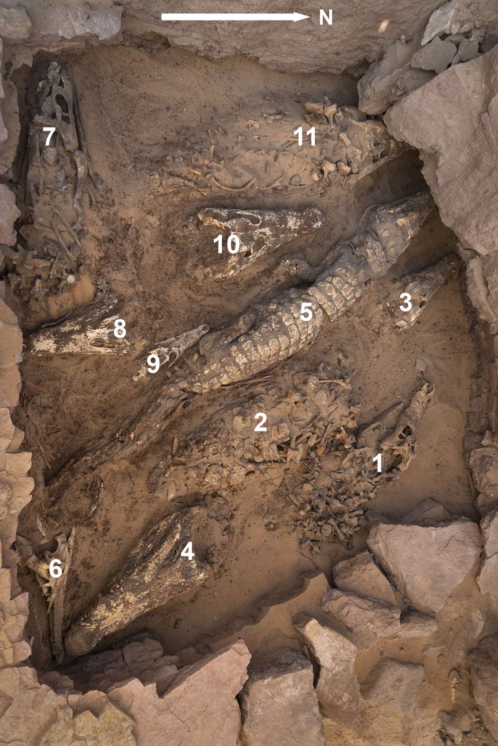 Vista general de los cocodrilos durante la excavación que muestra los números que se les atribuyen antes de levantarlos. /Plos One