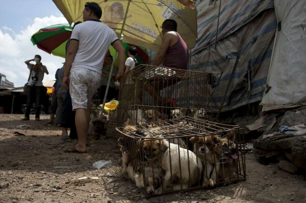 Varios vendedores atan a un perro antes de sacrificarlo. / EFE