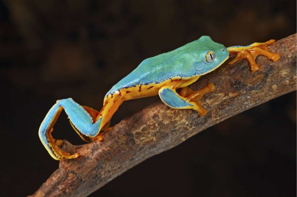 En el 58,1% de la superficie de la Tierra, la pérdida de biodiversidad ha alcanzado niveles tan altos. / Dirk Ercken.
