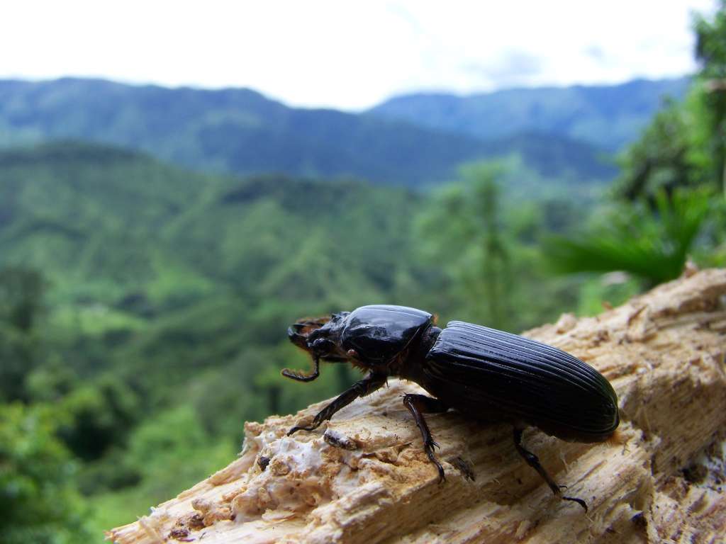 Colombia es el país con mayor diversidad de pasálidos, pues hay más de 120 especies.