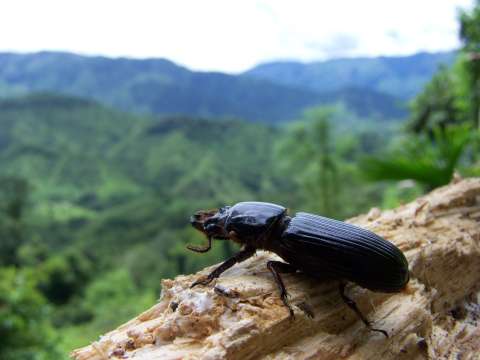 El escarabajo descubierto en la Sierra Nevada que rinde tributo a García Márquez