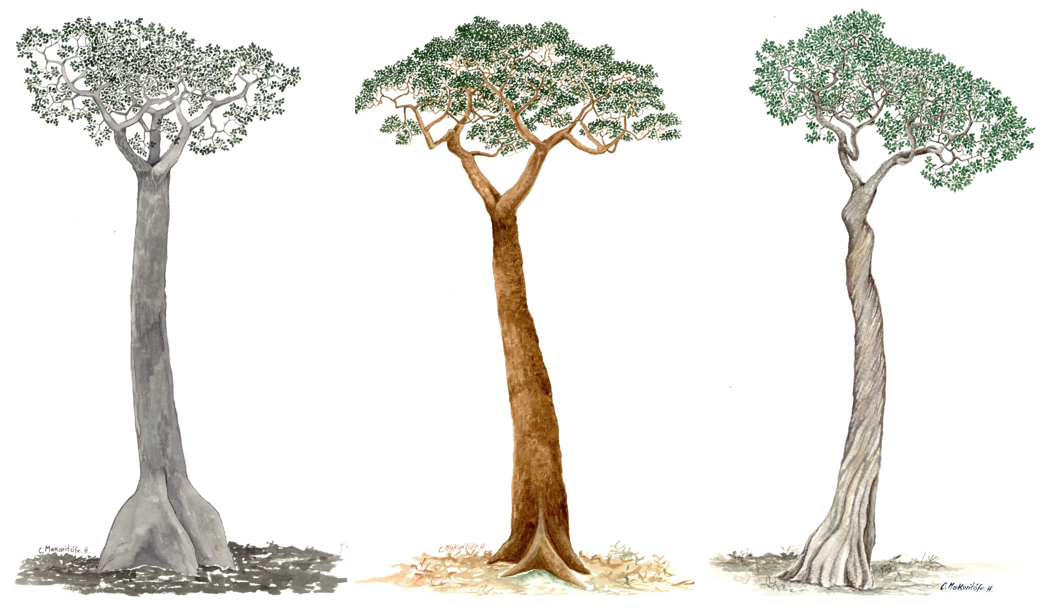 Ilustraciones de árboles amazónicos hechas por Confucio Hernández.