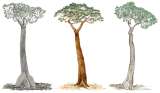 COP16: las conexiones que perdemos cuando desaparece un árbol