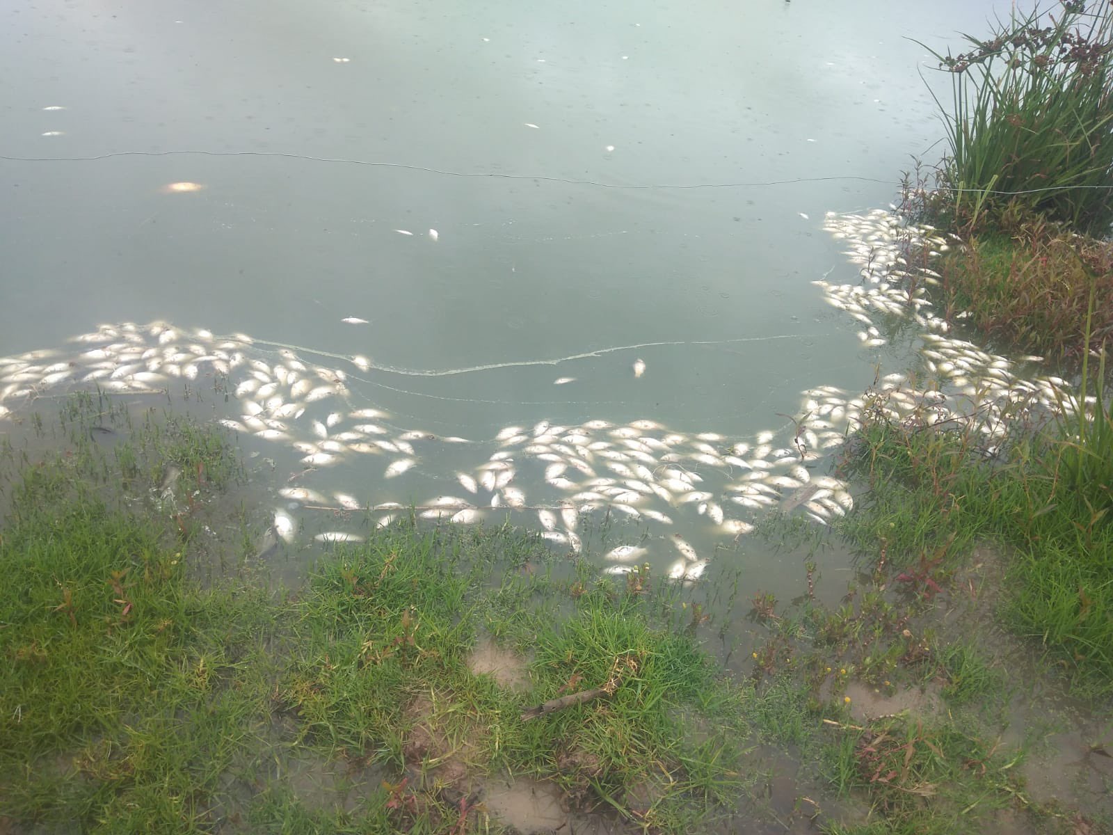 Peces muertos Suesca