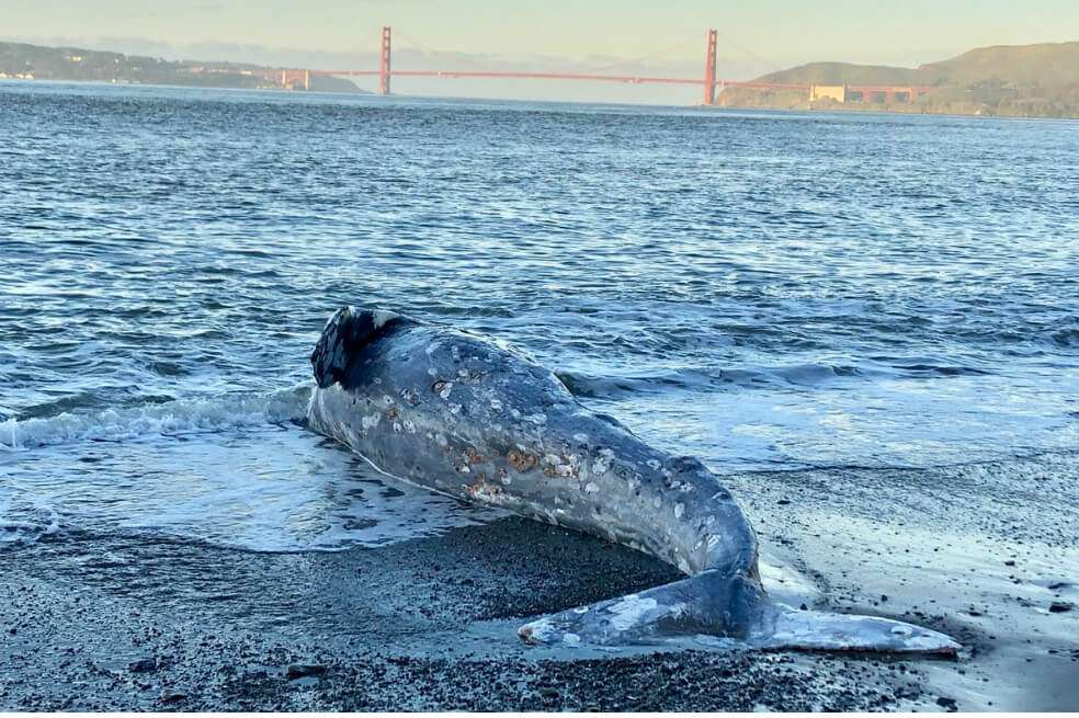 Centenas de ballenas han aparecido muertas en las costas de Norteamérica.