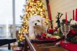 Alimentos que no debería darle a su perro o gato en Navidad
