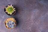 ¿Cuál es la diferencia entre un cactus y una suculenta? Esto debe saber antes de elegir