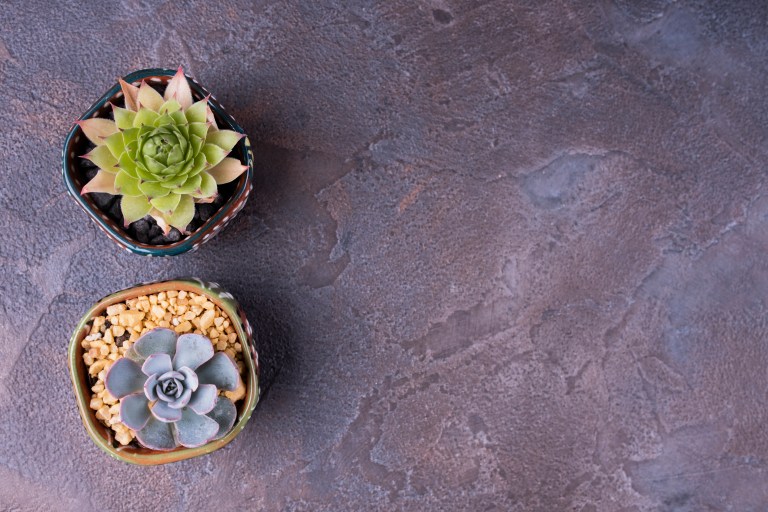 ¿Cuál es la diferencia entre un cactus y una suculenta? Esto debe saber antes de elegir