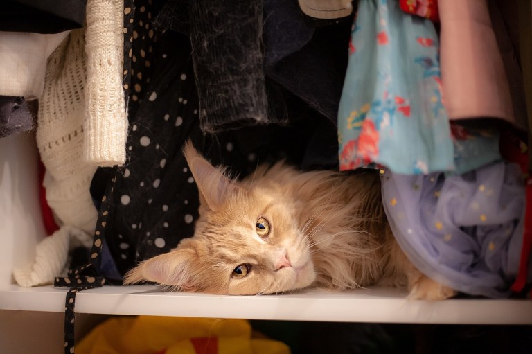 Truco para quitarle a tu ropa y toallas el olor a húmedo y a orines de gato