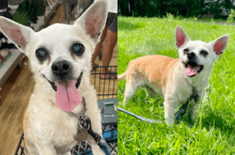 Una mujer decide adoptar a un perrito mayor para darle sus mejores últimos días