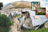Perros y gatos, otras víctimas del terreno inestable de Caracolí, en el sur de Bogotá
