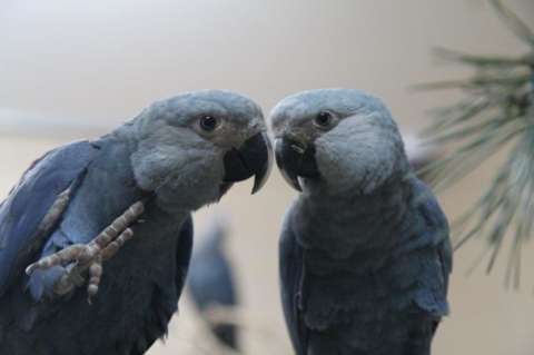 Las aves más extrañas corren mayor riesgo de extinción