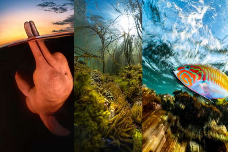 El concurso recibió 6.000 fotografías.