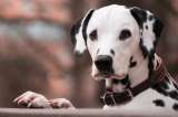 Las 5 razas de perros que no tendría un veterinario: estas son sus razones