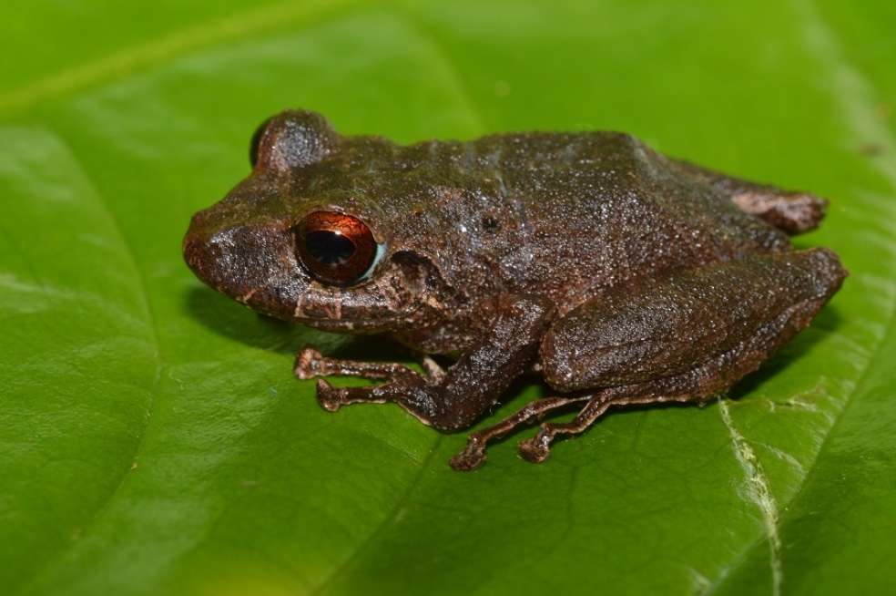Rana de lluvia Pristimantis campesino