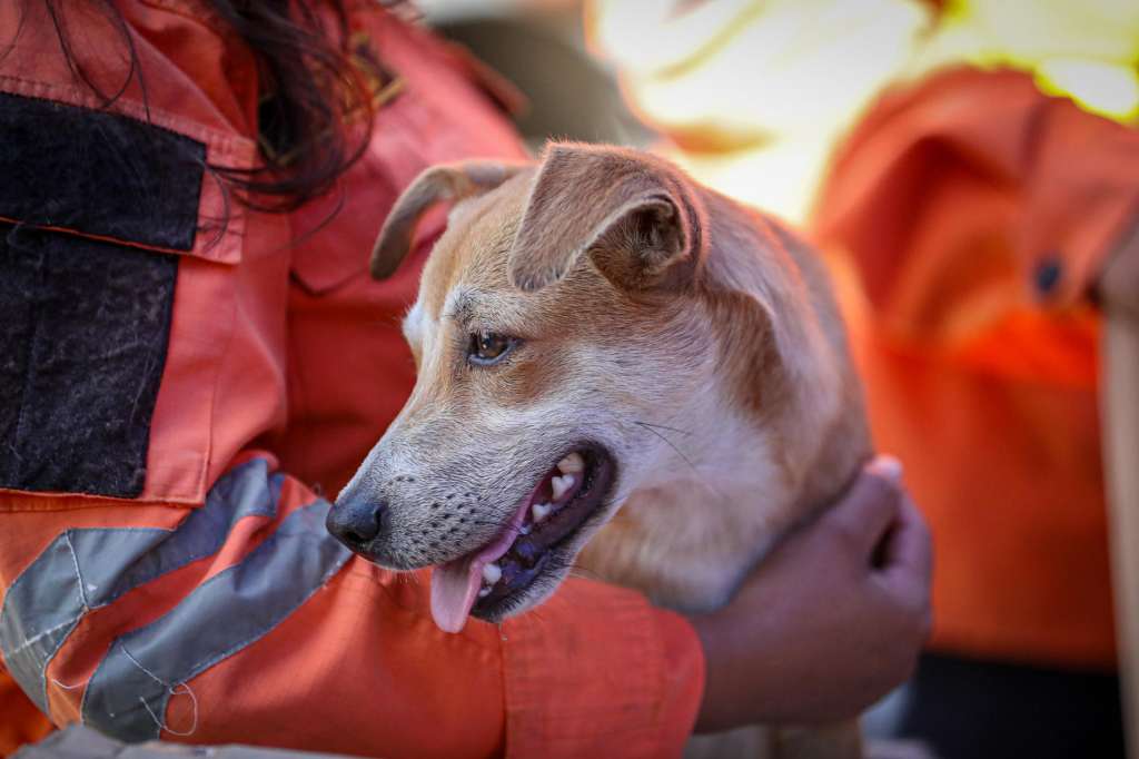 AME6822. LA GUAIRA (VENEZUELA), 02/07/2026.- Un integrante del Equipo Táctico Operativo de la Dirección General de Protección Civil de El Salvador sostiene un perro para que sea atendido en una carpa de asistencia veterinaria este jueves, en La Guaira (Venezuela). EFE/ Raúl Martínez