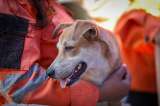 Piden ayuda para que cinco veterinarios colombianos viajen a atender animales en Venezuela