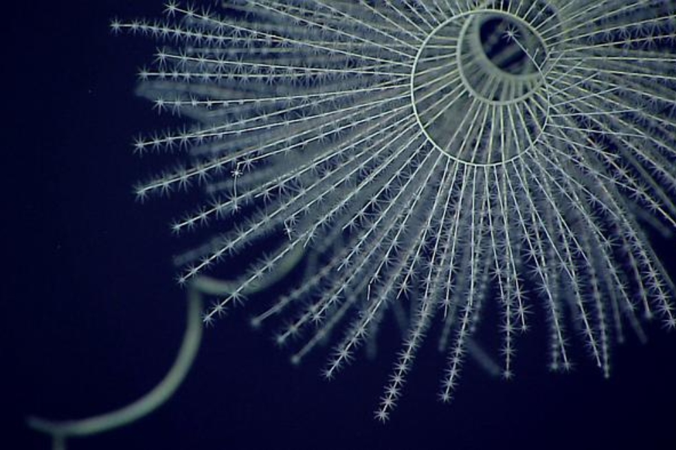 Para este estudio, los investigadores se basaron en un grupo de invertebrados marinos conocidos como octocorallia u octocorales.