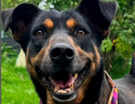 Animales rescatados buscan un hogar antes de Navidad: así los puede conocer