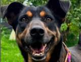 Fundación que cuida perros sin hogar pide ayuda para cumplir su mayor sueño antes de Navidad