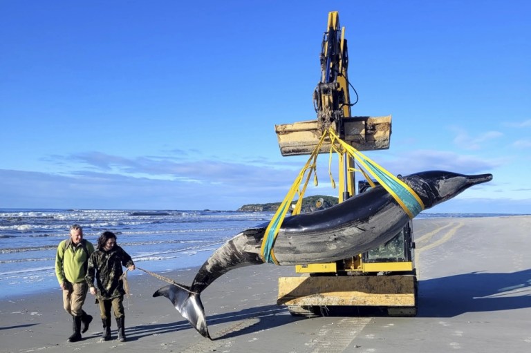 Por primera vez registran un ejemplar vivo de la ballena más rara del mundo