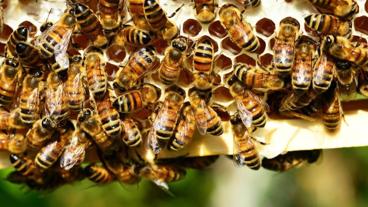 Para esta temporada las abejas están en recolección, por lo cual los apicultores deben realizar mantenimiento constante en las colmenas y notaron lo ocurrido. / Foto: Pixabay.