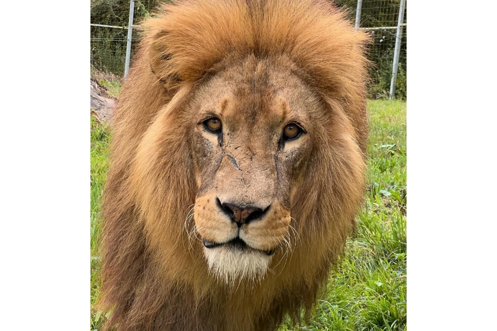 Murió Lenny, un león africano que vivió en un parque de vida silvestre en Devon durante más de 15 años.