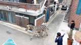 (Video) Cebra escapó de un zoológico en Seúl y deambuló por las calles de la ciudad