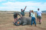 Rinocerontes radioactivos: así piensan salvar a esta especie en Sudáfrica