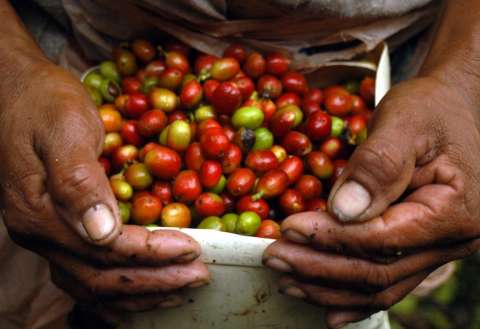 Sube el precio del café pasilla para aliviar a los cafeteros en medio de El Niño